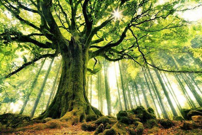 Самые красивые деревья в мире