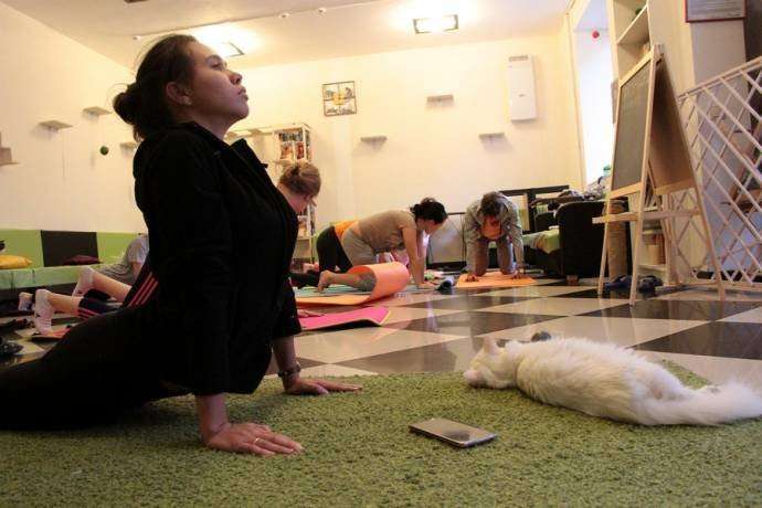 В казанском котокафе устроили йогу с котами
