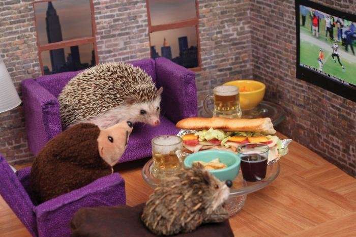 Приключения Хамфри Дж Hedgehog
