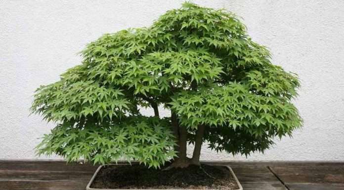 Бонсай в домашніх умовах