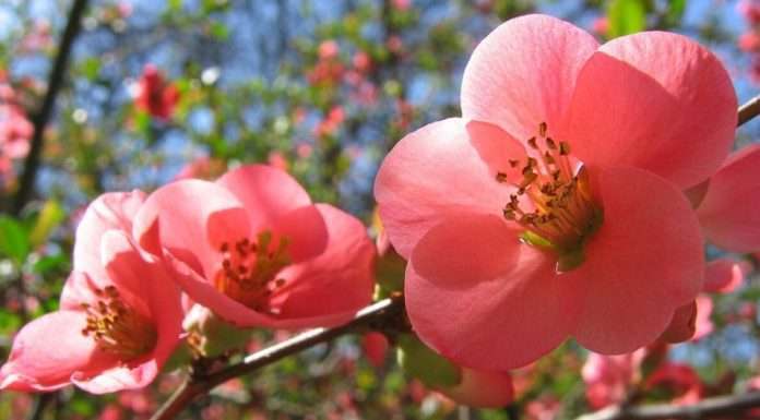 Історія свята 1 травня