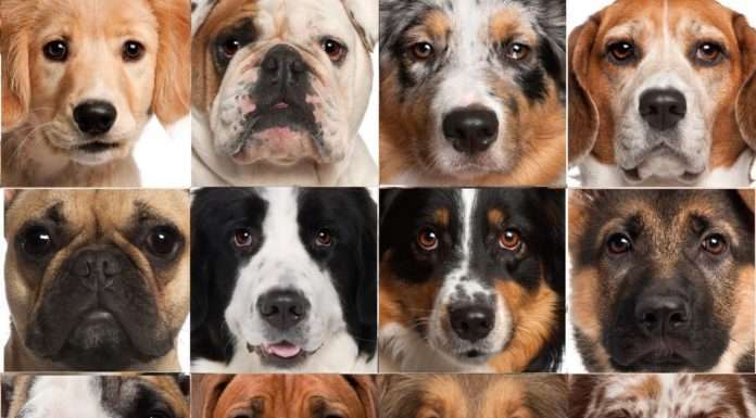 Породи собак для квартири і мінуси її змісту