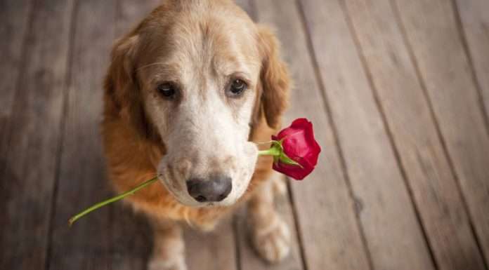 Жорстоке поводження з тваринами