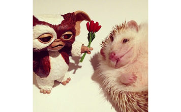 Найпривабливіший їжак по кличці Дарсі.