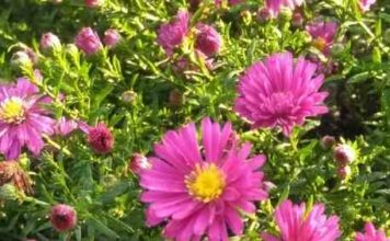 Під гілками глоду.