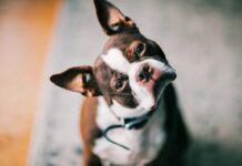 Собаки підслуховують, щоб навчитися: нове дослідження розкриває мовні здібності собак