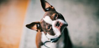 Собаки підслуховують, щоб навчитися: нове дослідження розкриває мовні здібності собак