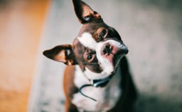 Собаки підслуховують, щоб навчитися: нове дослідження розкриває мовні здібності собак